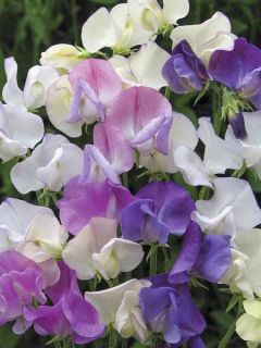 Graines de Pois de Senteur Scent Infusion - Lathyrus odoratus grandiflora