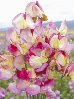 Graines de Pois de Senteur Spanish Dancer