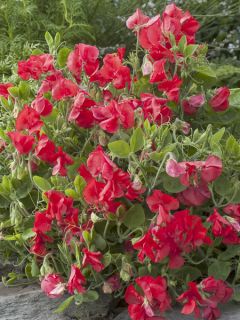 Graines de Pois de Senteur Villa Roma Scarlet - Lathyrus odoratus Graines de Pois de Senteur Villa Roma Scarlet - Lathyrus odoratus