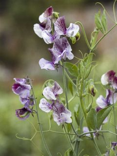 Pois de Senteur Wiltshire Ripple