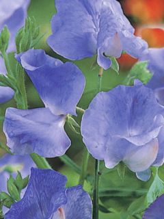 Pois de senteur Spencer 'Capri '