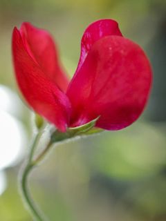 Pois de senteur Spencer 'Firebrand'