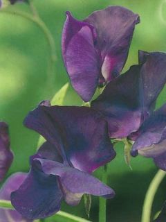 Pois de senteur Spencer 'Flagship'