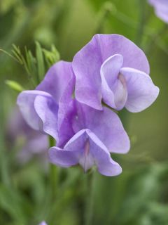 Pois de senteur Spencer 'Leamington '