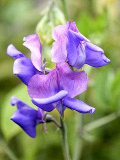Graines de Pois de Senteur Erewhon -  Lathyrus odoratus (x) belinensis