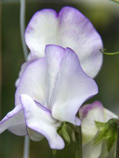 Pois de Senteur Albutt Blue