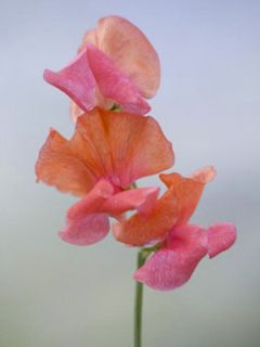 Pois de senteur 'Apricot Sprite'