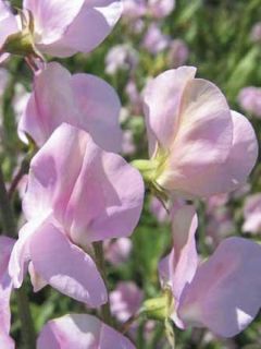 Pois de senteur Janet Scott - Lathyrus odoratus