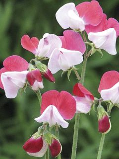 Pois de senteur  Little Red Riding Hood - Lathyrus odoratus