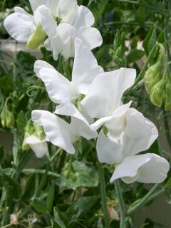 Pois vivace 'White Ensign'