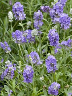 Lavender Ellagance Sky 