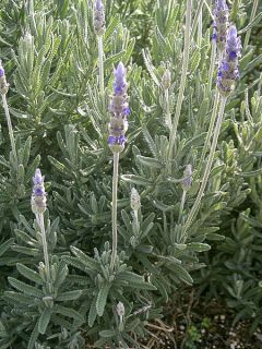 Lavandula dentata - Lavande dentée