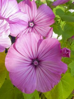 Graines de Lavatère annuelle Loveliness en mélange