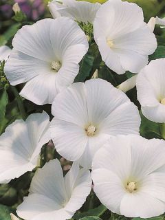 Lavatère White Regis