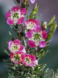 Leptospermum Karo Pearl Star - Arbre à thé