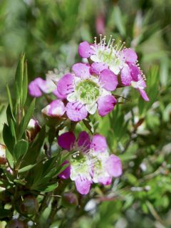 Leptospermum Karo Spectro Bay - Arbre à thé