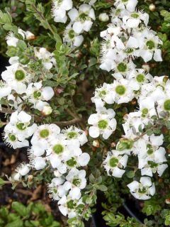 Leptospermum Karo Silver Ice - Arbre à thé