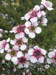 Leptospermum lanigerum Mesmer Eyes - Arbre à thé