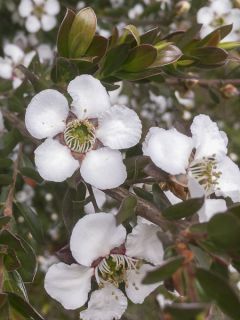Leptospermum Copper Sheen - Arbre à thé