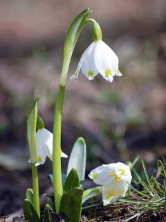 Nivéole de printemps