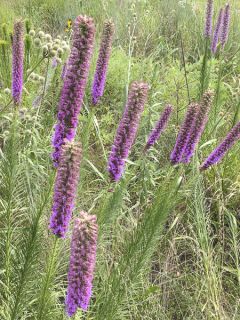 Liatris pycnostachya