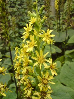 Ligulaire, Ligularia fischeri