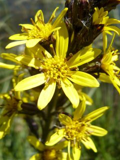Ligulaire, Ligularia sibirica