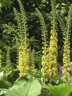 Ligulaire, Ligularia veitchiana