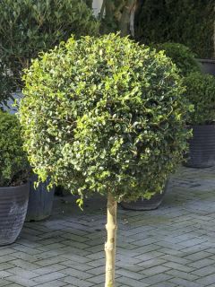 Ligustrum jonandrum (ionandrum) - Troène du Yunnan 1/4 tige Boule