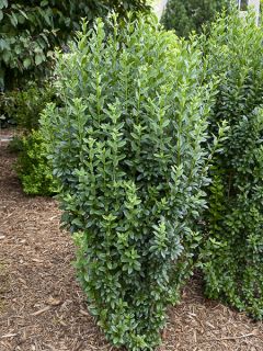 Ligustrum vulgare Straight Talk - Troène commun