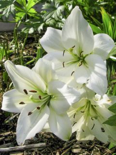 Lis asiatique Navona