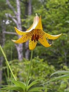 Lis Botanique Canadense