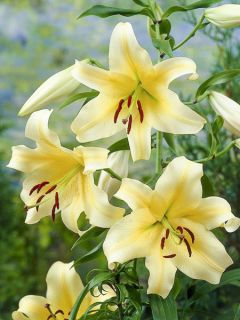 Lis géant Honeymoon (Oriental/Trompette)