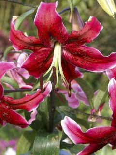 Lis Oriental/Trompette Miss Feya