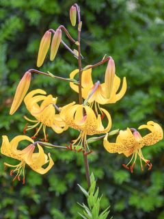 Lis Botanique Leichtlinii