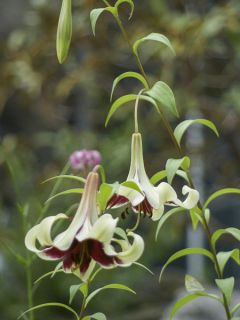 Lis Botanique Nepalense
