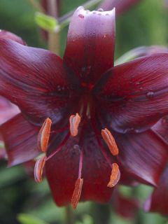 Lis hybride Night Flyers