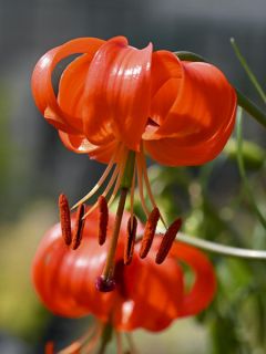 Lis botanique corail - Lilium pumilum