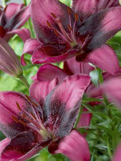 Lilium Purple Eye - Hybride de Lis asiatique 