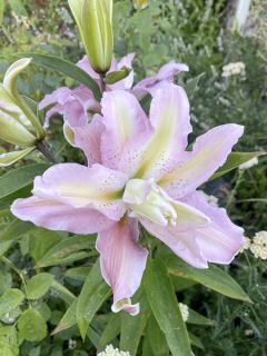 Lis asiatique Soft Music