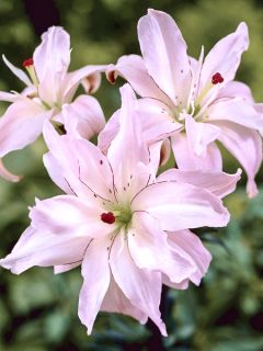 Lis hybride double Spring Pink