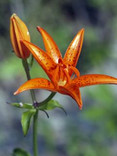 lis tsingtauense - Lilium