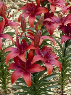 Lis nain Crimson Pixie - Lis asiatique 