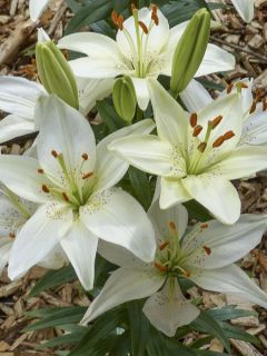 Lis nain Ivory Pixie - Lis asiatique 