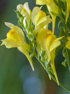 Linaria dalmatica, Linaire