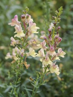 Linaria Peachy - Linaire.