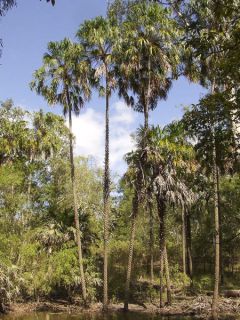 Livistona benthamii - Palmier de Bentham