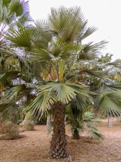 Livistona fulva - Palmier 