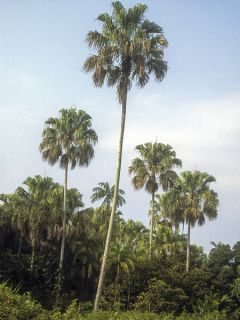 Livistona saribus - Palmier crocodile