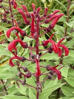 Graines de Lobelia tupa